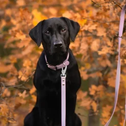 Tyylivoitto Classy Hundhalsband Stor Modell Lila