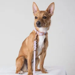 Tyylivoitto Classy Hundhalsband Lila