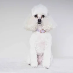 Tyylivoitto Classy Hundhalsband Lila