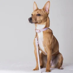 Tyylivoitto Classy Hundhalsband Lila