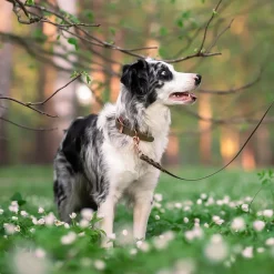 Tyylivoitto Classy Hundhalsband Stor Modell Olivgrön