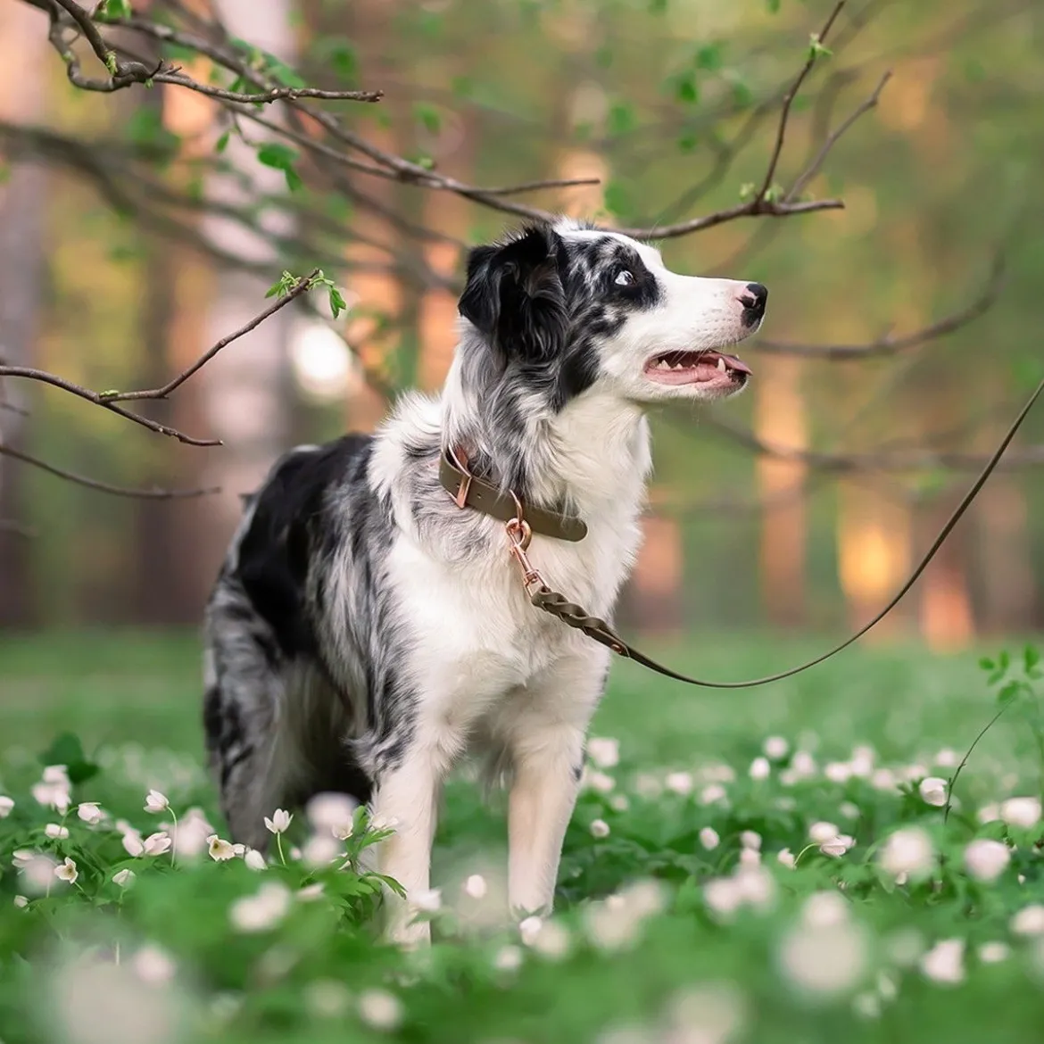 Tyylivoitto Classy Hundhalsband Stor Modell Olivgrön
