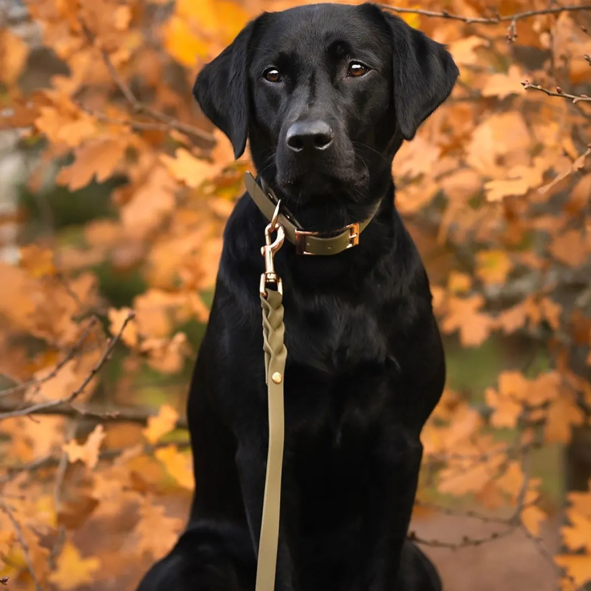 Tyylivoitto Classy Hundhalsband Stor Modell Olivgrön