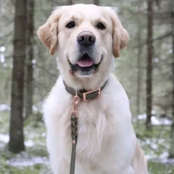 Tyylivoitto Classy Hundhalsband Stor Modell Olivgrön