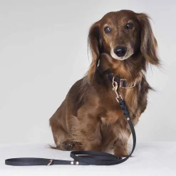 Tyylivoitto Classy Hundhalsband Svart