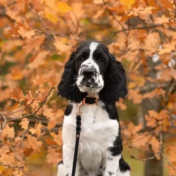 Tyylivoitto Classy Hundhalsband Svart