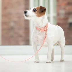 Tyylivoitto Classy Hundhalsband Persika
