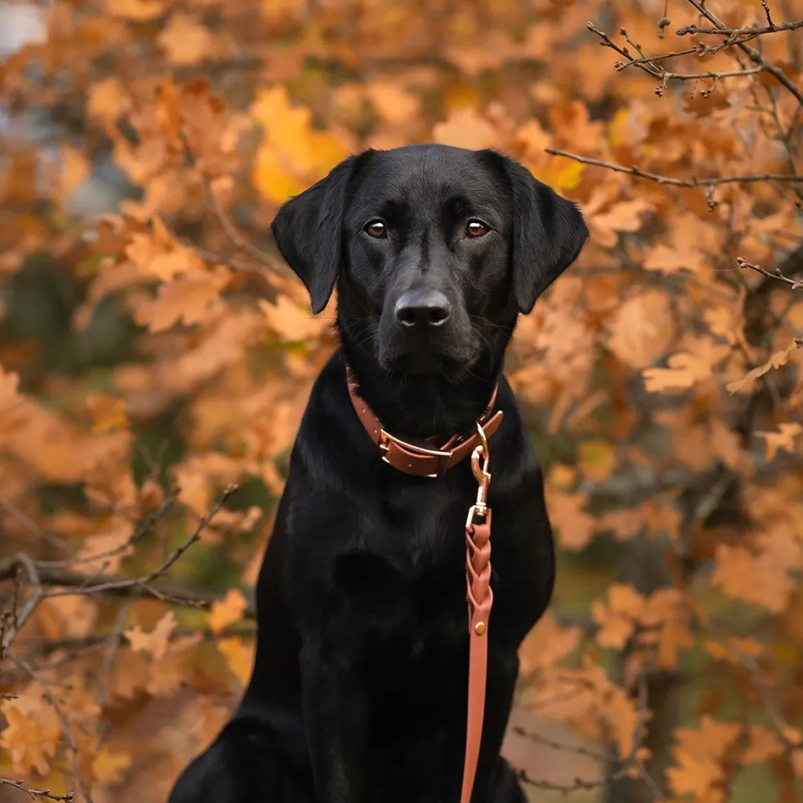 Tyylivoitto Classy Hundhalsband Stor Modell Brun