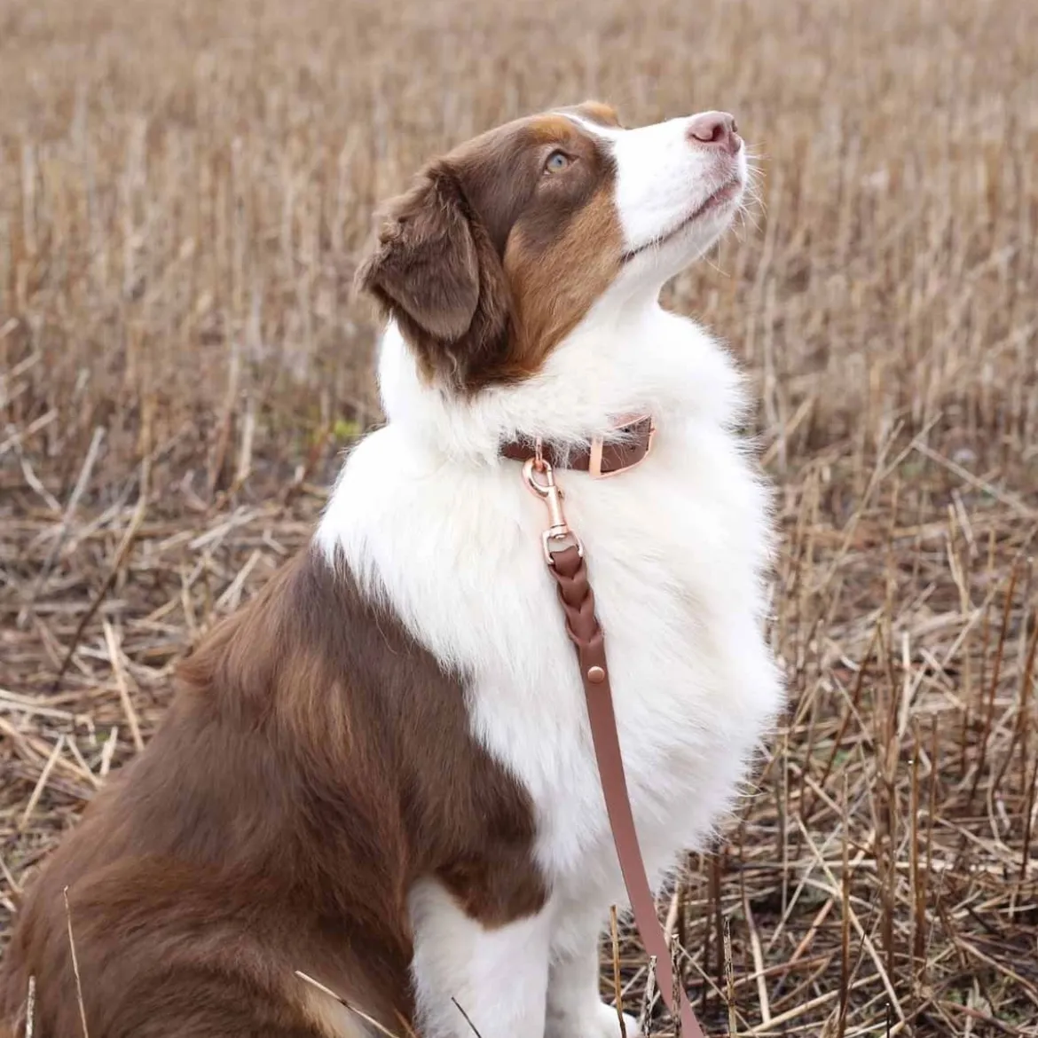 Tyylivoitto Classy Hundhalsband Stor Modell Brun