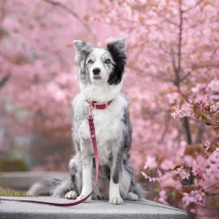 Tyylivoitto Classy Hundhalsband Stor Modell Vinröd