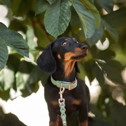 Tyylivoitto Classy Hundhalsband Ljusgrön