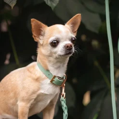Tyylivoitto Classy Hundhalsband Ljusgrön