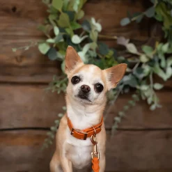 Tyylivoitto Classy Hundhalsband Liten Modell Mörk Orange