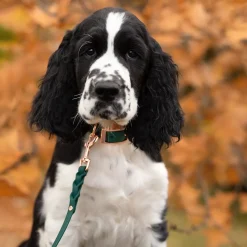 Tyylivoitto Hundkoppel Flätat Grön