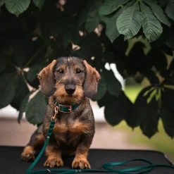 Tyylivoitto Hundkoppel Flätat Grön