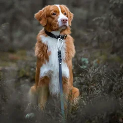 Tyylivoitto Hundkoppel Flätat med Karbinhake med lås Svart