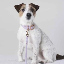 Tyylivoitto Hundkoppel Flätat Lila