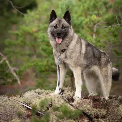 Tyylivoitto Shine Eazy Hundkoppel med Reflex Svart