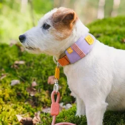 Woolly Wolf Alpha 360 Hundhalsband Ljuslila/Brun