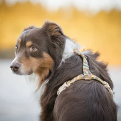Woolly Wolf Cloudbeam Hundsele Brun