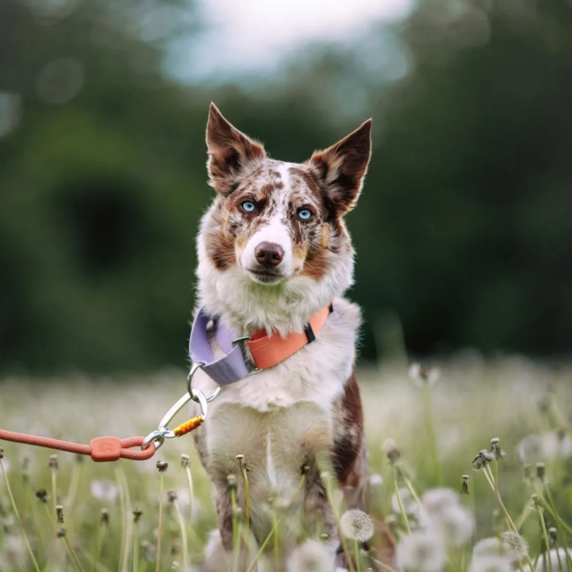 Woolly Wolf Color Block Hundhalsband Halvstryp Rosa