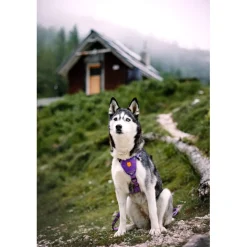 Woolly Wolf Northern Lights Hundsele Lila