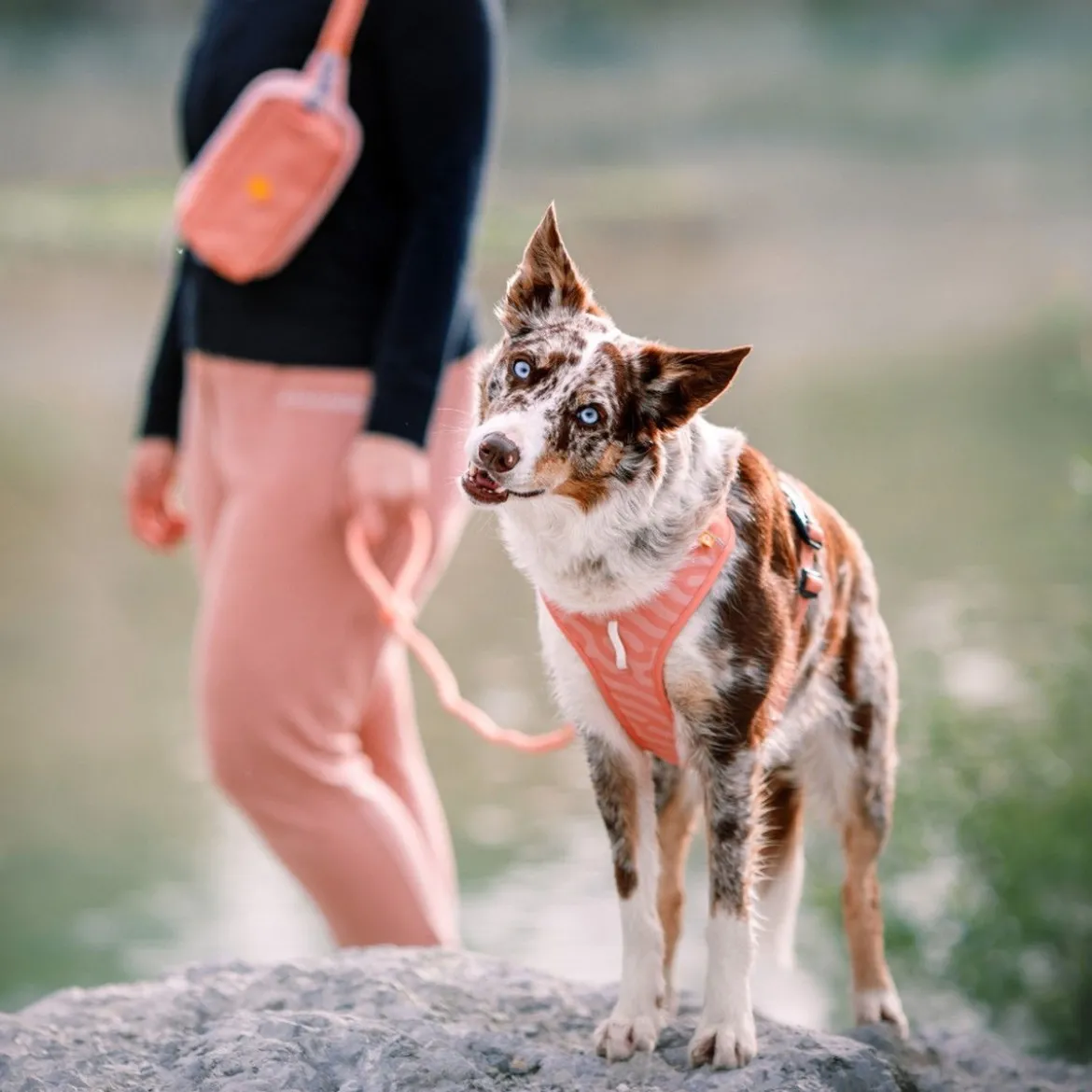 Woolly Wolf Roam Hundsele Rosa
